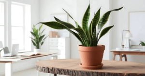 Imagem Ilustrativa da Planta Espada-de-São-Jorge, dentro de um vaso sobre a mesa na área interna de uma casa